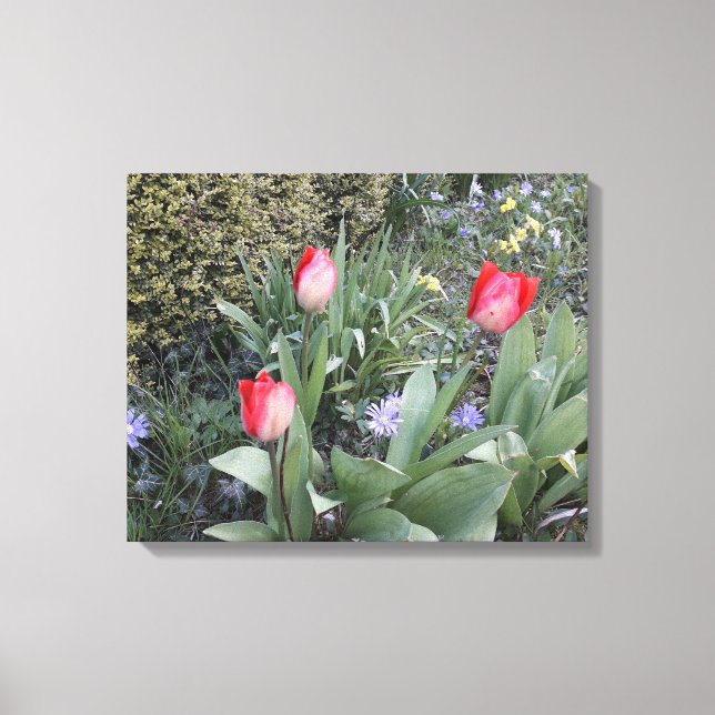 Red garden tulips canvas print (Front)