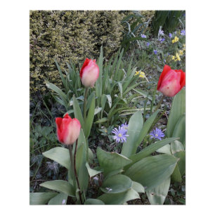 Red garden tulips poster
