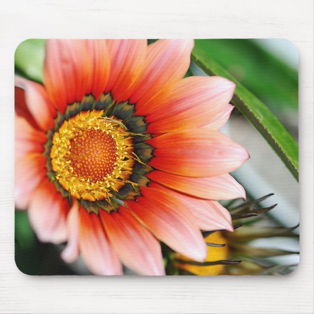 Red Gazania Mouse Pad (Front)