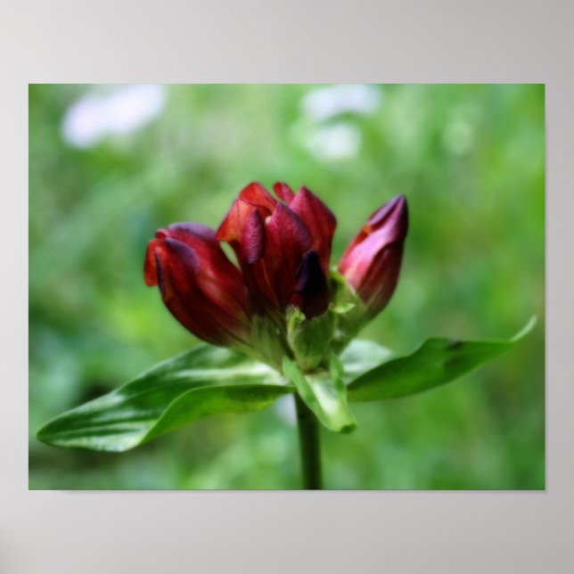Red Gentian Flower In Bloom Orton Art Poster (Front)