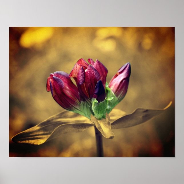 Red Gentian Flower Sepia Partial Colour  Poster (Front)