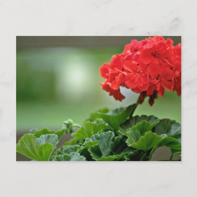 Red Geranium Blossom flowers Postcard (Front)