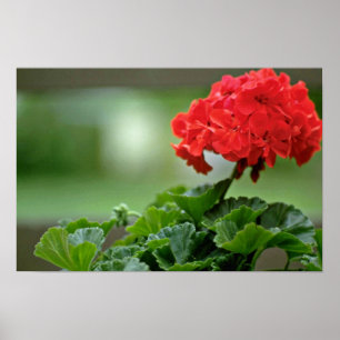 Red Geranium Blossom flowers Poster