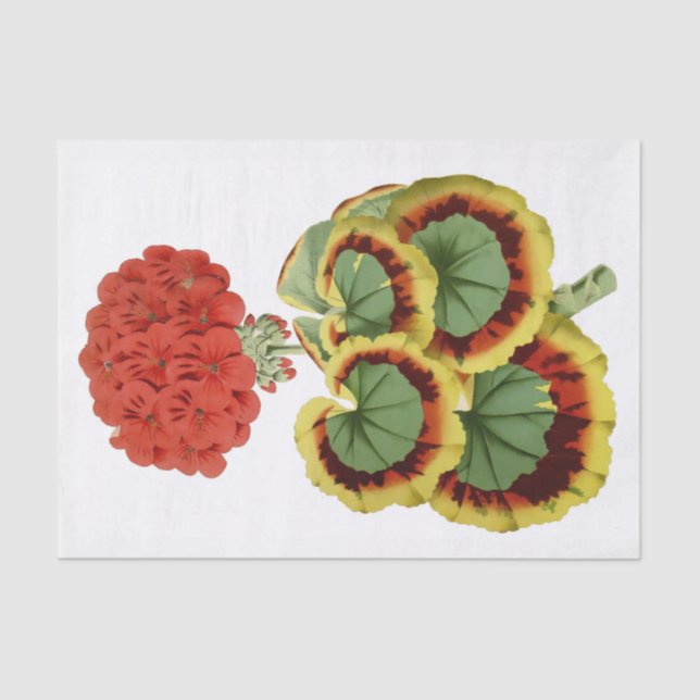 Red Geranium Botanical 10" X 15" Tissue Paper (Front)