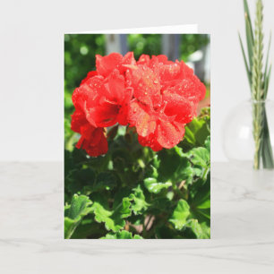 Red Geranium Flower Greeting Card,Note Card