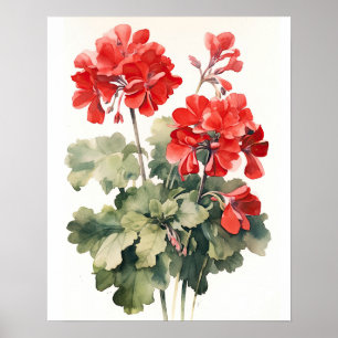 Red Geranium Flowers Art Print Poster