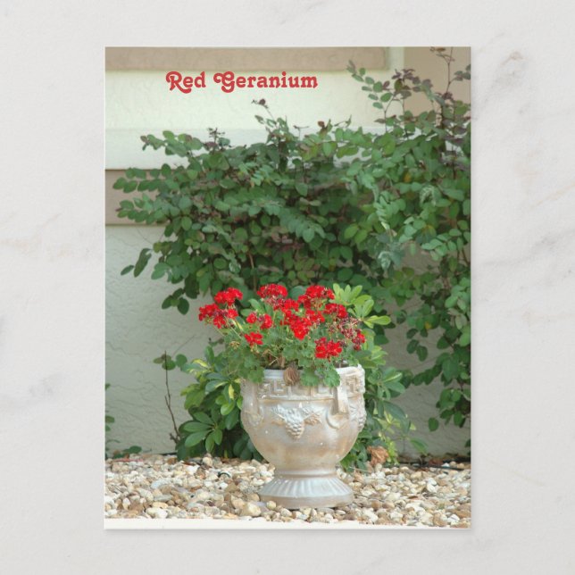 Red Geranium Postcard (Front)