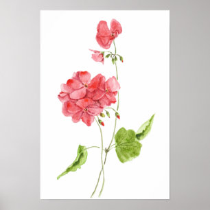 red geranium watercolour flowers  poster