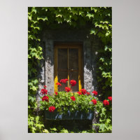 Red Geranium Window Box
