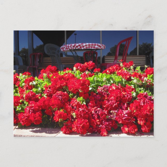 Red Geraniums Cafe Postcard (Front)