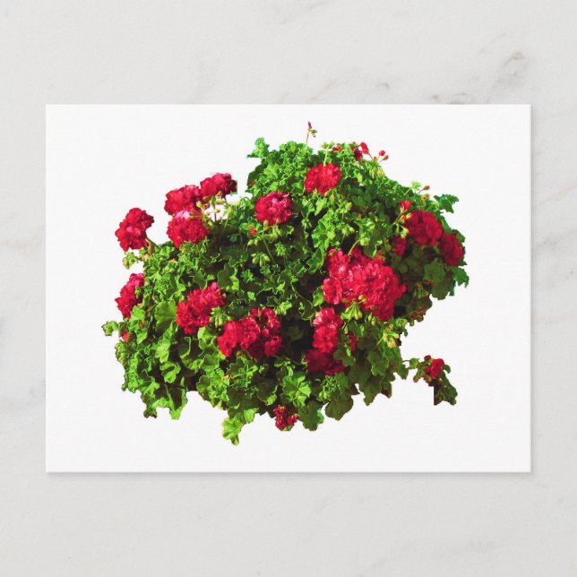 Red Geraniums Postcard (Front)