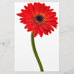 Red Gerber Daisy Flowers Floral Daisies Flower Stationery