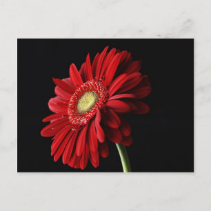 Red Gerber Daisy Postcard