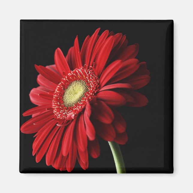 Red Gerber Daisy Square Magnet (Front)