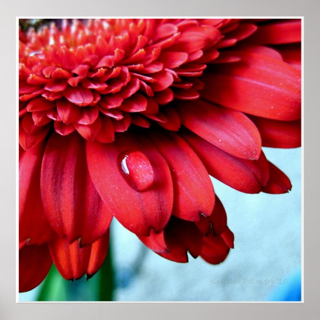 Red Gerber Poster (Front)