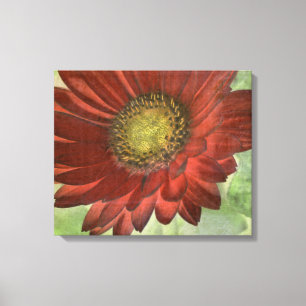 Red Gerbera Canvas Print