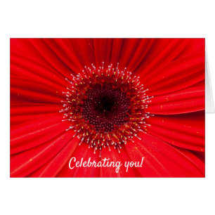 Red Gerbera Daisy for birthday