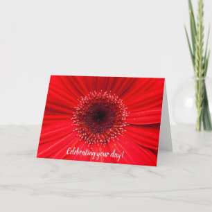 Red Gerbera Daisy for birthday Card