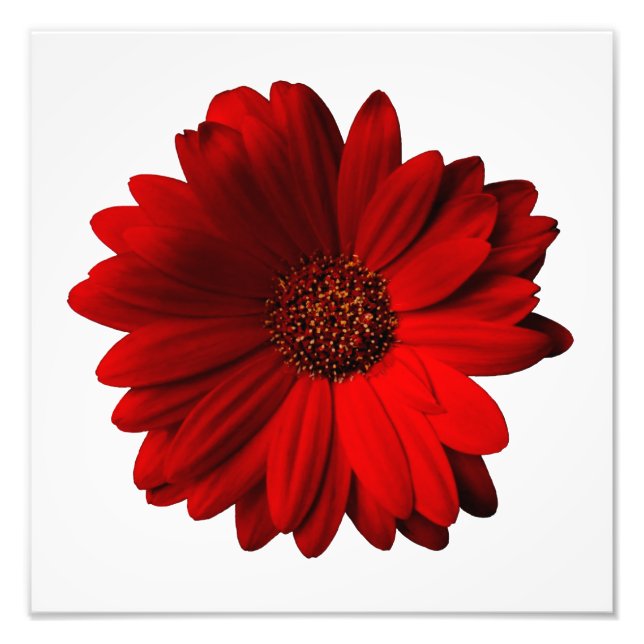 Red Gerbera Daisy Photo Print (Front)