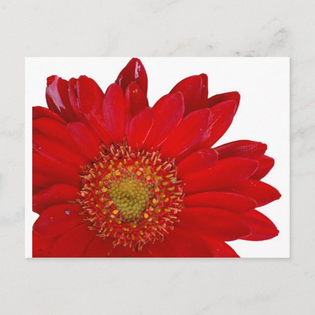 Red Gerbera Daisy Postcard (Front)