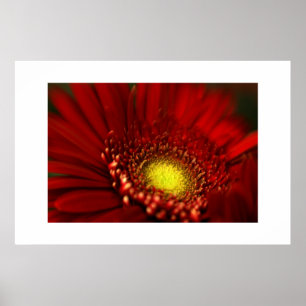 Red Gerbera Daisy Poster