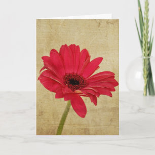 Red Gerbera Flower Card
