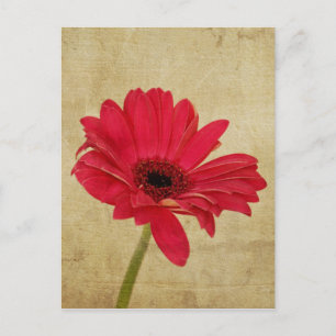Red Gerbera Flower Postcard