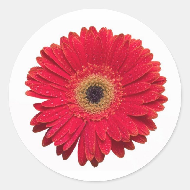Red Gerbera Sticker (Front)