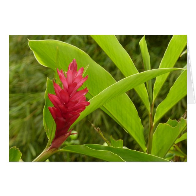 Red Ginger Flower (Alpinia) Tropical (Front Horizontal)