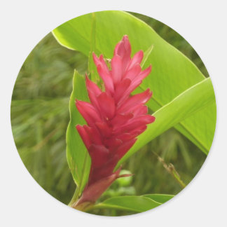 Red Ginger Flower (Alpinia) Tropical Classic Round Sticker