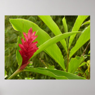 Red Ginger Flower (Alpinia) Tropical Poster