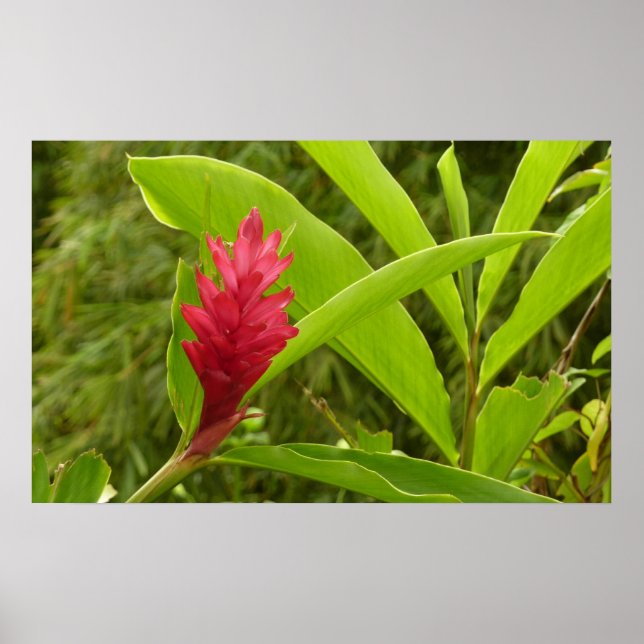 Red Ginger Flower (Alpinia) Tropical Poster (Front)