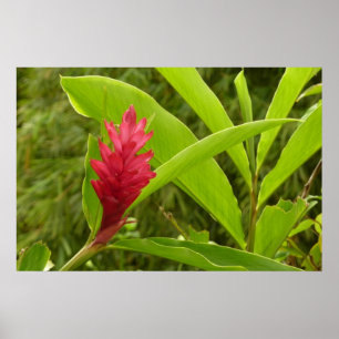 Red Ginger Flower (Alpinia) Tropical Poster
