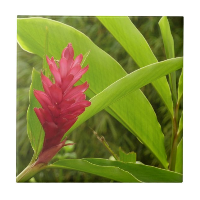 Red Ginger Flower (Alpinia) Tropical Tile (Front)