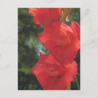 Red Gladiolas Postcards