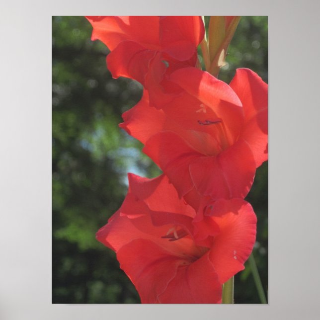 Red Gladiolas Poster Print (Front)