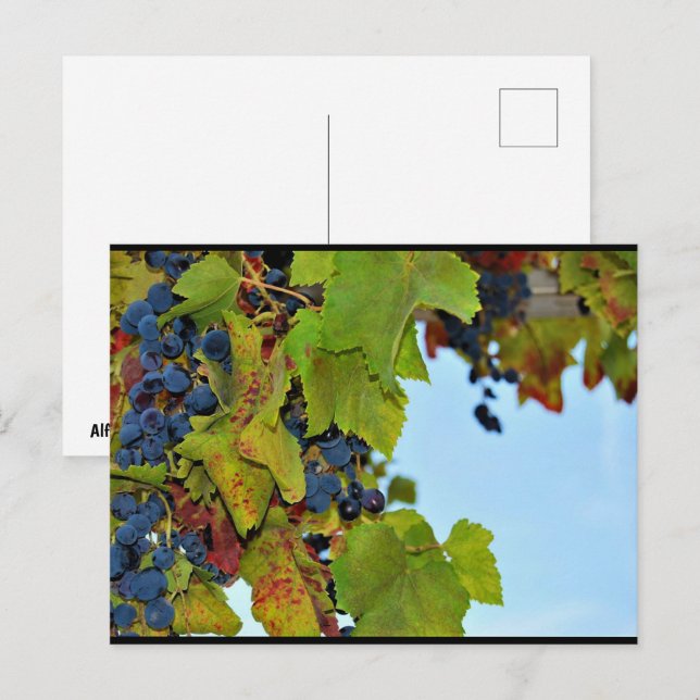 Red Grapes Blue Sky Postcard (Front/Back)