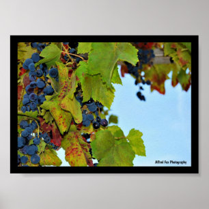 Red Grapes Blue Sky Poster