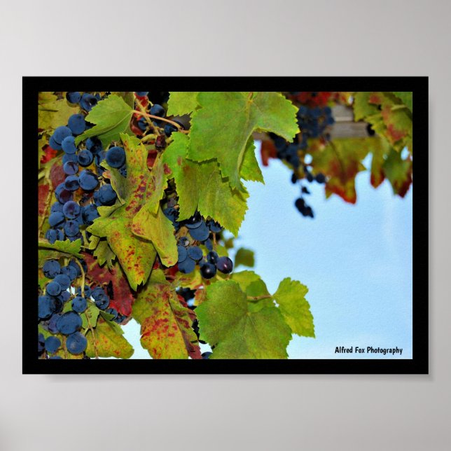 Red Grapes Blue Sky Poster (Front)