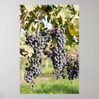 Red Grapes on the Vine Poster