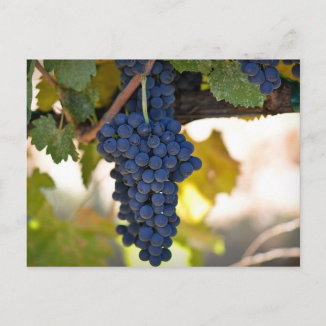 Red Grapes on the Vine used to make wine Postcard (Front)
