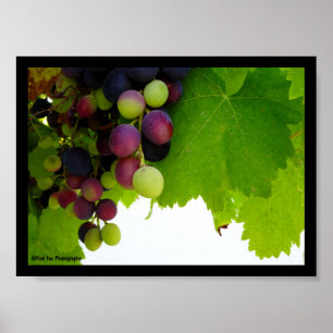 Red Grapes on Vine Poster
