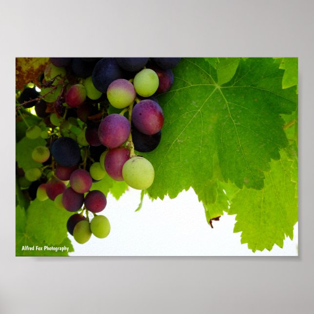 Red Grapes on Vine Poster (Front)