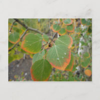 red green aspen leaf
