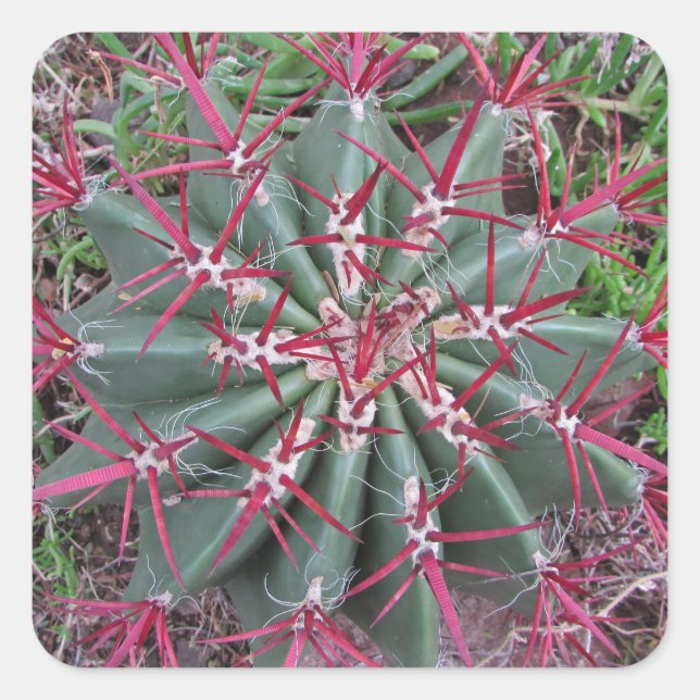 Red Green Barrel Cactus Southwest Plant Photograph Square Sticker (Front)