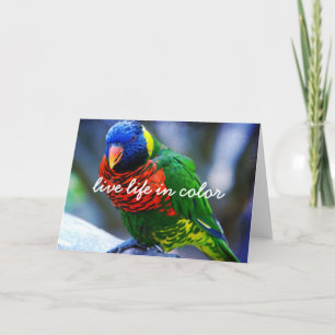 Red Green Blue Bird Live Life In Colour Script Bol Card