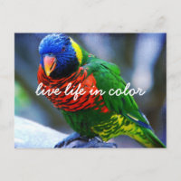 Red Green Blue Lorikeet Bird Live Life In Colour