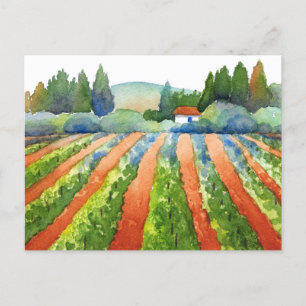 Red Green Blue Vineyard Watercolor Postcard