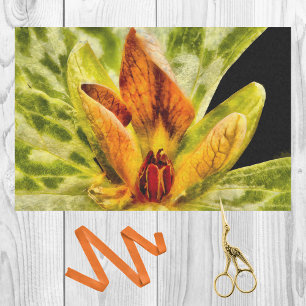 Red Green Toadshade Trillium Bud Watercolor Look Tissue Paper