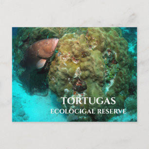 Red Grouper in Coral, Tortugas Ecological Reserve Postcard